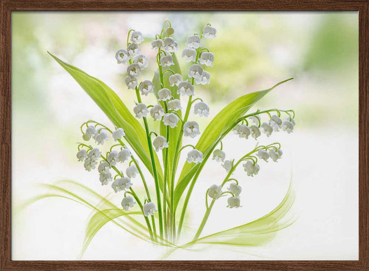 Fresh Lily of the Valley - Stretched Canvas Poster or Fine Art Print