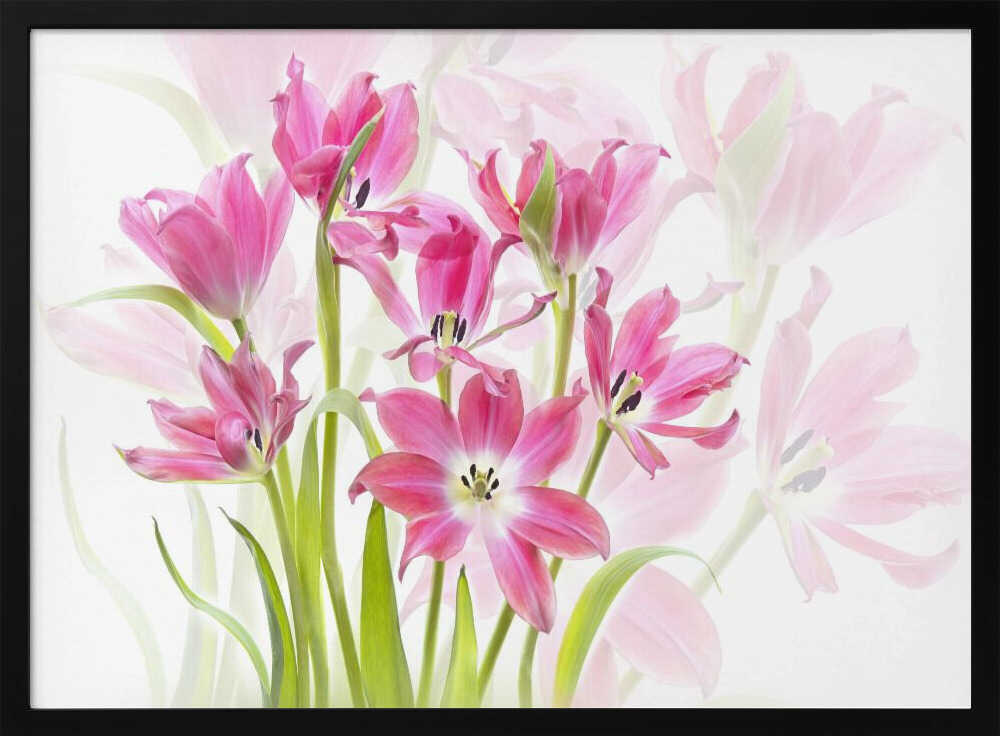 Fresh Pink Tulips - Floral Photographic Stretched Canvas Poster or Fine Art Print