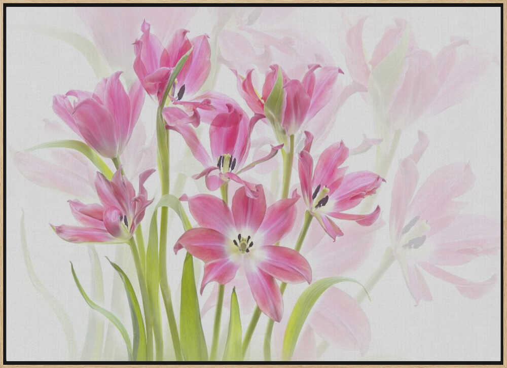 Fresh Pink Tulips - Floral Photographic Stretched Canvas Poster or Fine Art Print