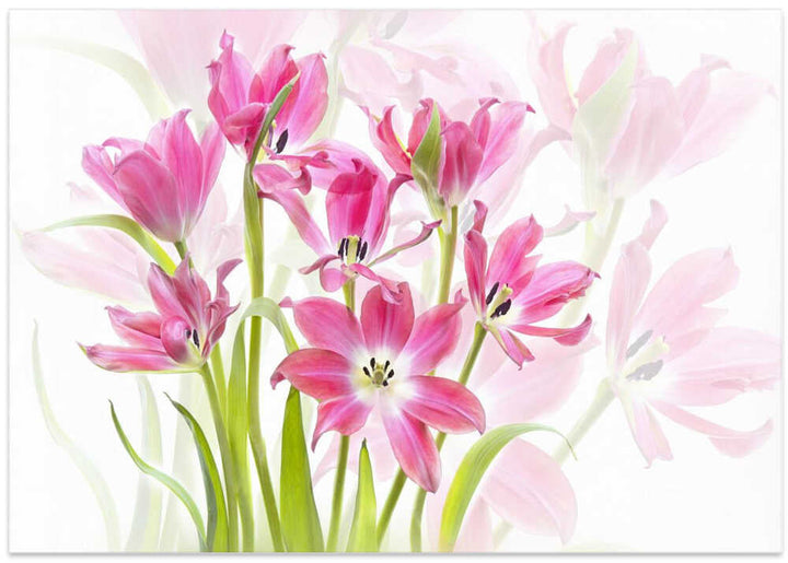 Fresh Pink Tulips - Floral Photographic Stretched Canvas Poster or Fine Art Print
