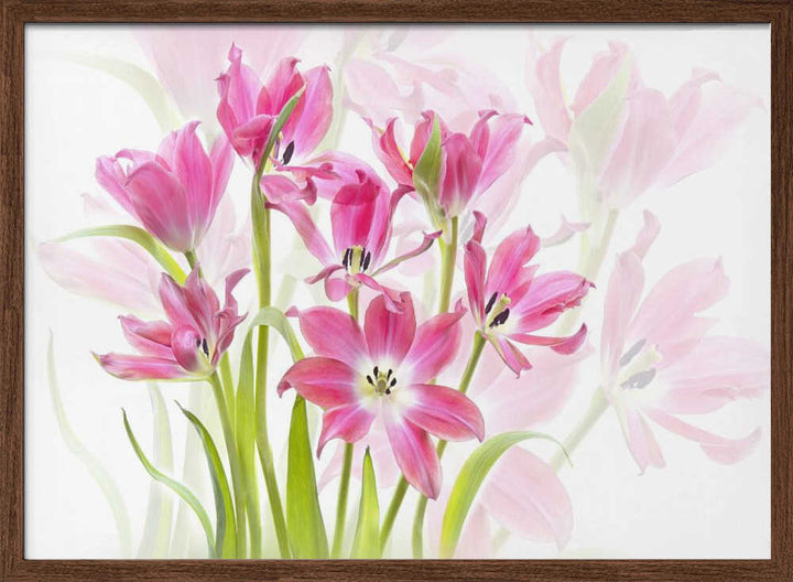 Fresh Pink Tulips - Floral Photographic Stretched Canvas Poster or Fine Art Print
