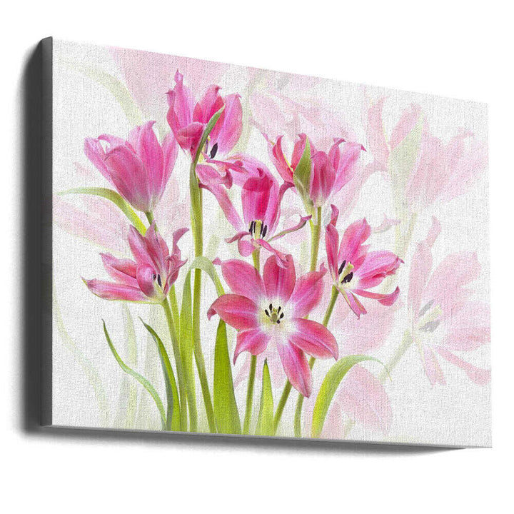 Fresh Pink Tulips - Floral Photographic Stretched Canvas Poster or Fine Art Print