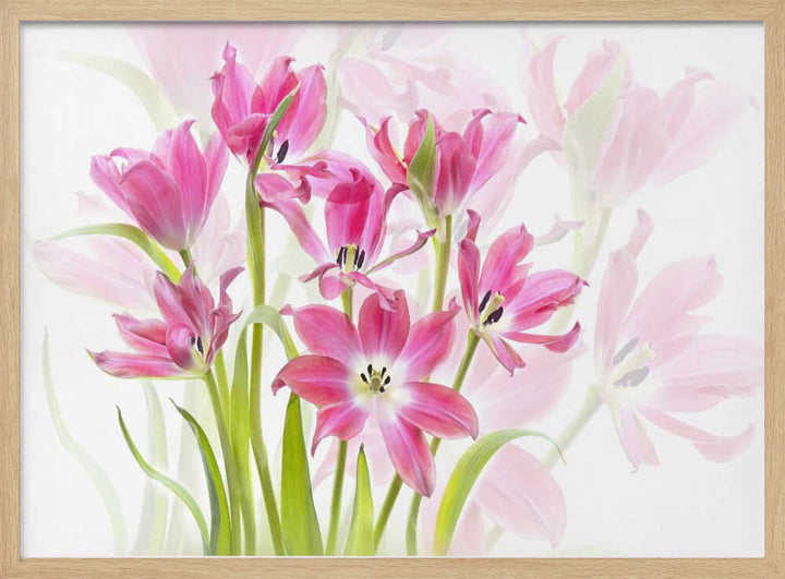 Fresh Pink Tulips - Floral Photographic Stretched Canvas Poster or Fine Art Print