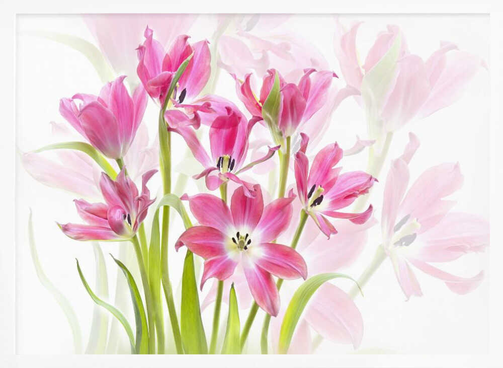 Fresh Pink Tulips - Floral Photographic Stretched Canvas Poster or Fine Art Print