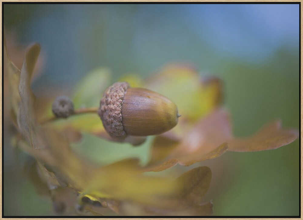 From little Acorns - Floral Photographic Stretched Canvas Poster or Fine Art Print
