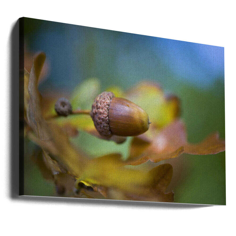 From little Acorns - Floral Photographic Stretched Canvas Poster or Fine Art Print
