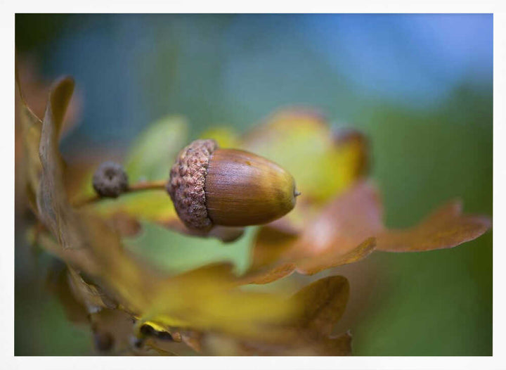 From little Acorns - Floral Photographic Stretched Canvas Poster or Fine Art Print