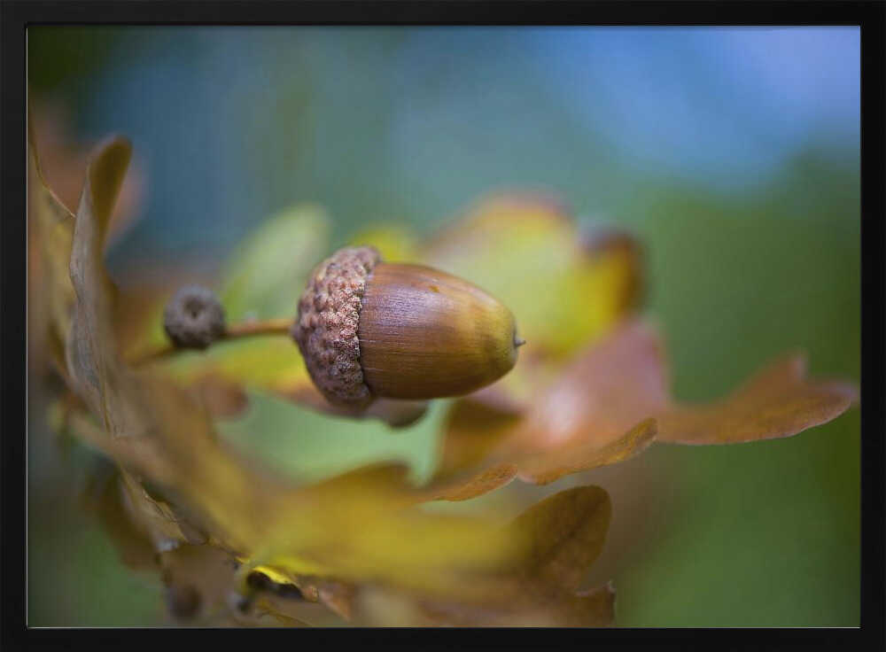 From little Acorns - Floral Photographic Stretched Canvas Poster or Fine Art Print