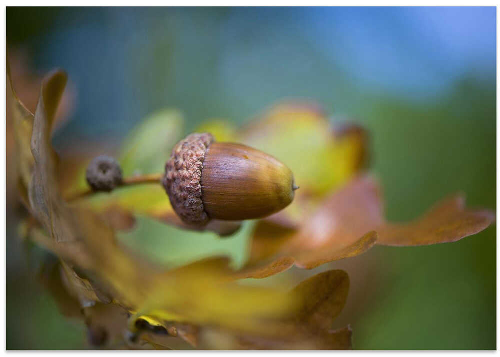 From little Acorns - Floral Photographic Stretched Canvas Poster or Fine Art Print