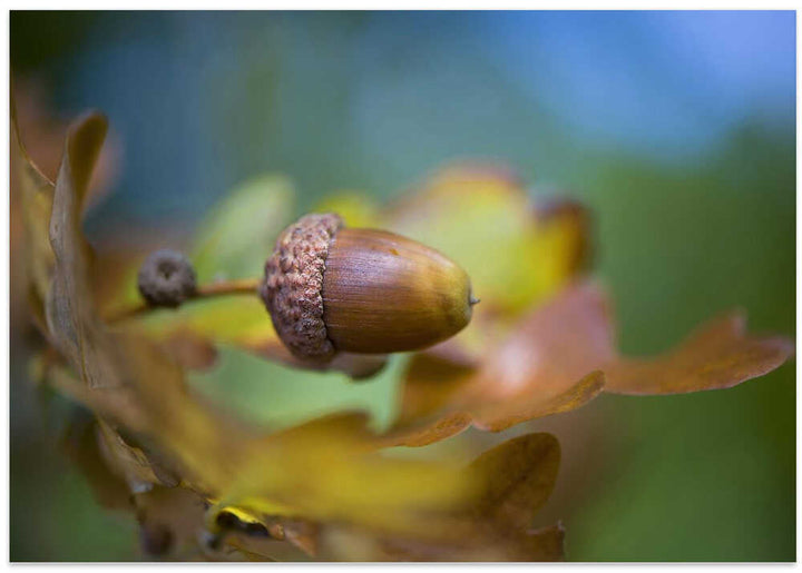 From little Acorns - Floral Photographic Stretched Canvas Poster or Fine Art Print