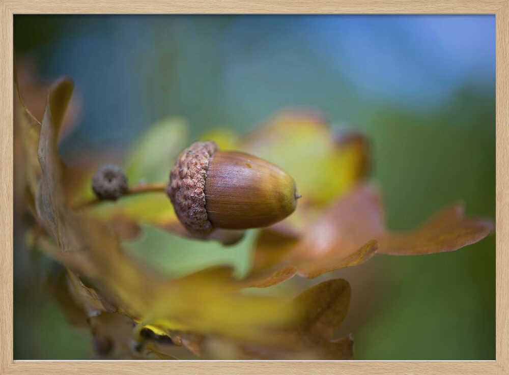 From little Acorns - Floral Photographic Stretched Canvas Poster or Fine Art Print