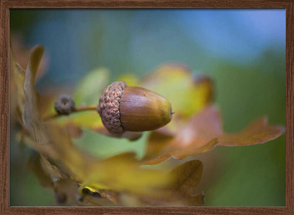 From little Acorns - Floral Photographic Stretched Canvas Poster or Fine Art Print