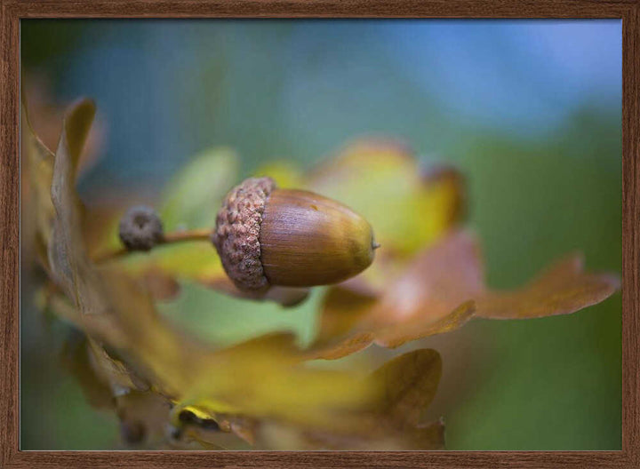 From little Acorns - Floral Photographic Stretched Canvas Poster or Fine Art Print