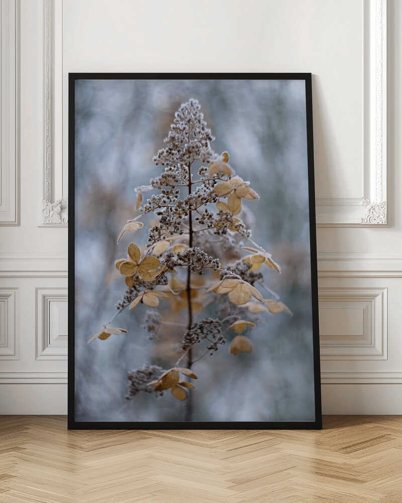 Frosted Winter Plant - Stretched Canvas Poster or Fine Art Print