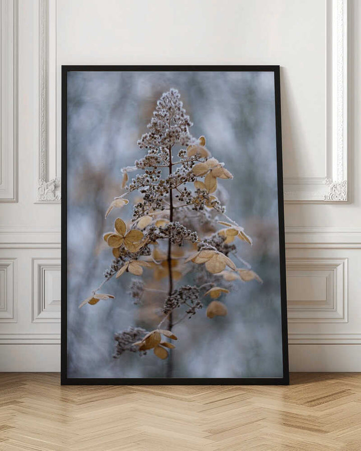 Frosted Winter Plant - Stretched Canvas Poster or Fine Art Print