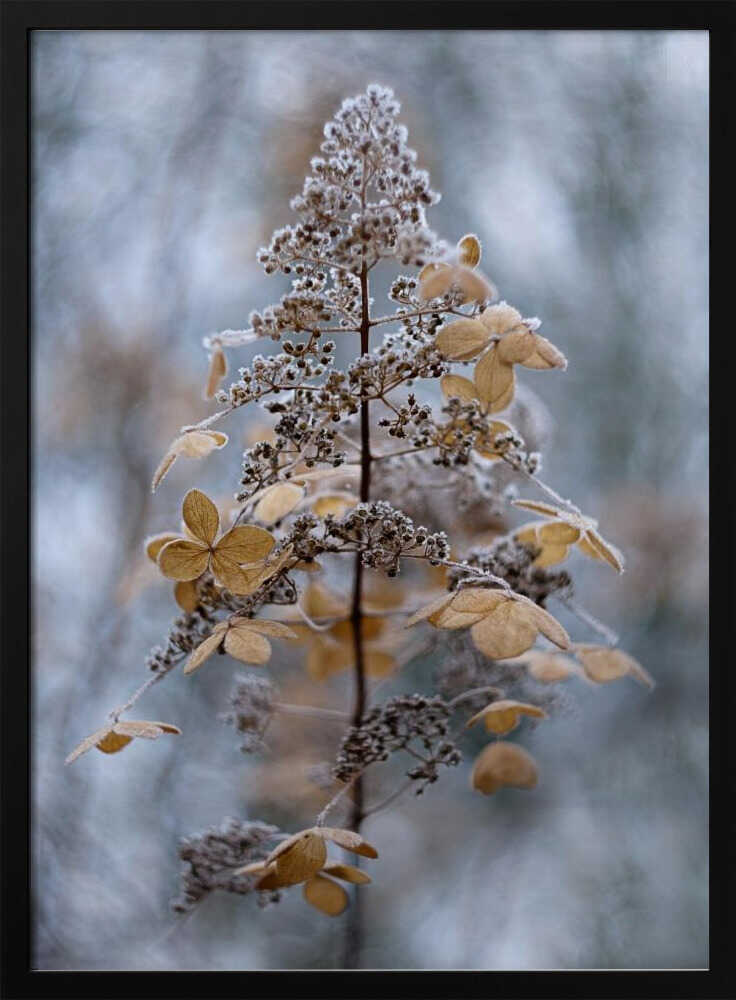 Frosted Winter Plant - Stretched Canvas Poster or Fine Art Print