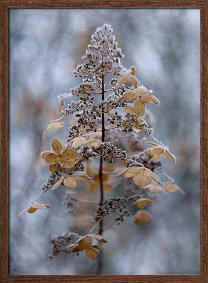 Frosted Winter Plant - Stretched Canvas Poster or Fine Art Print