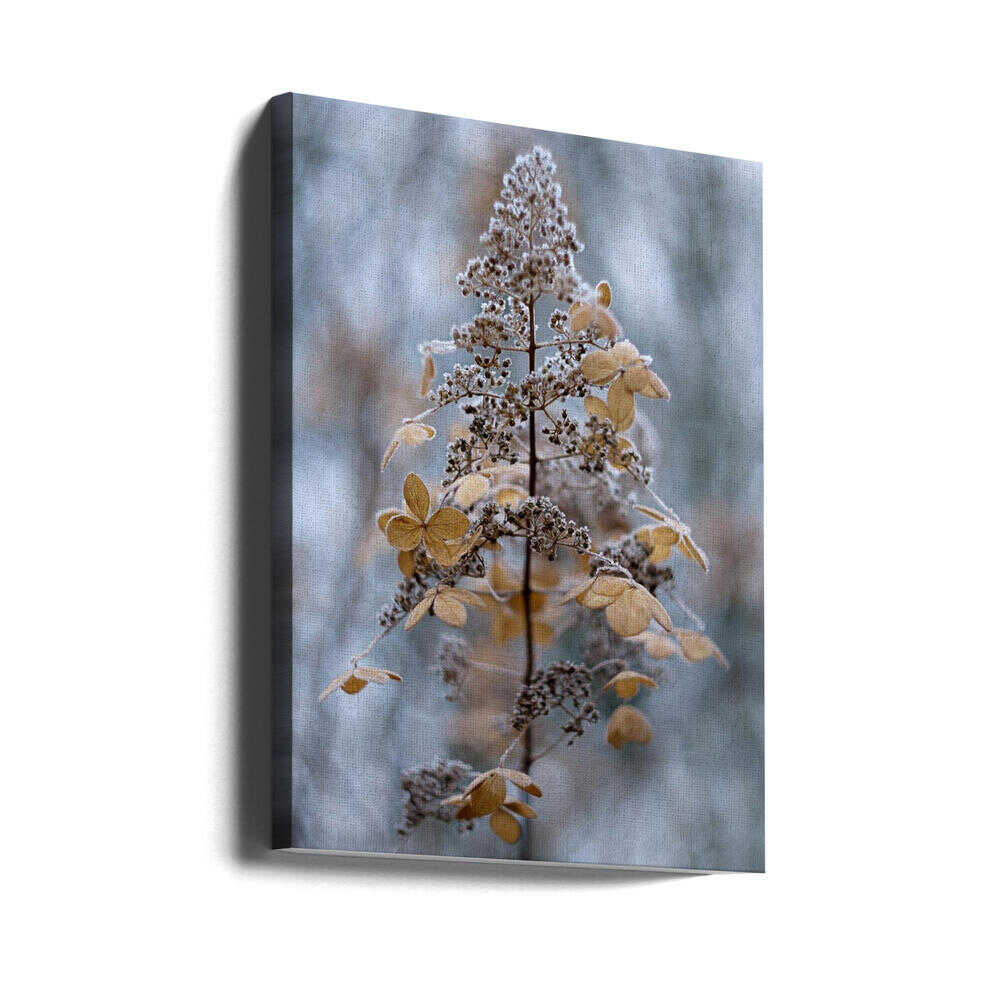 Frosted Winter Plant - Stretched Canvas Poster or Fine Art Print