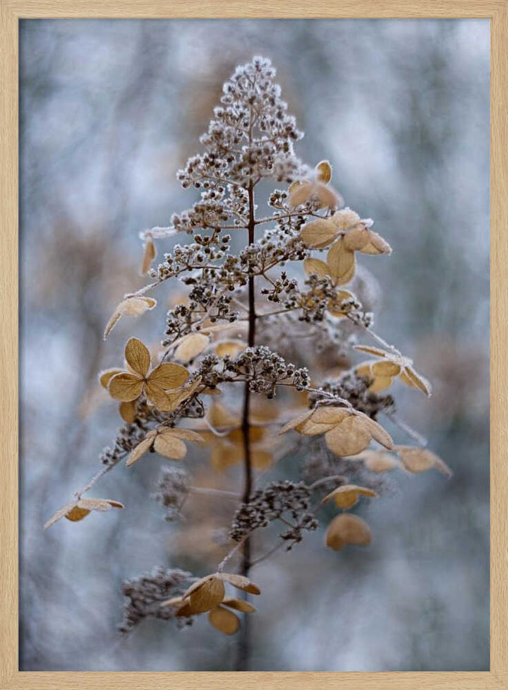 Frosted Winter Plant - Stretched Canvas Poster or Fine Art Print