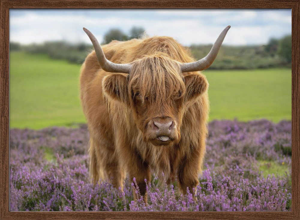 Funny Highland Cow Portrait - Floral Photographic Stretched Canvas Poster or Fine Art Print