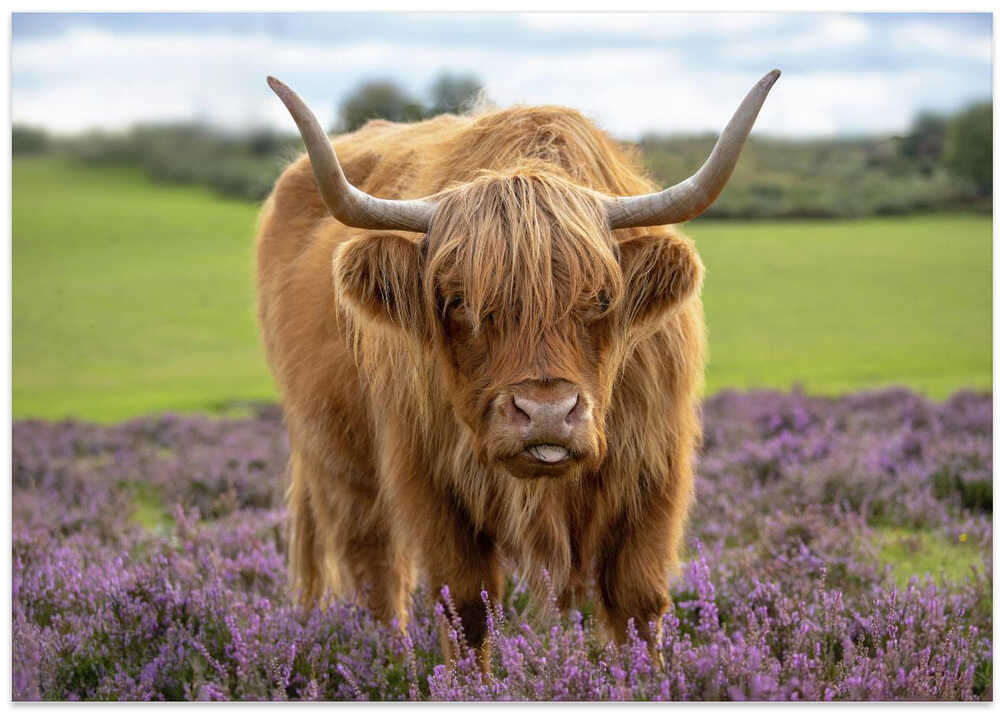 Funny Highland Cow Portrait - Floral Photographic Stretched Canvas Poster or Fine Art Print