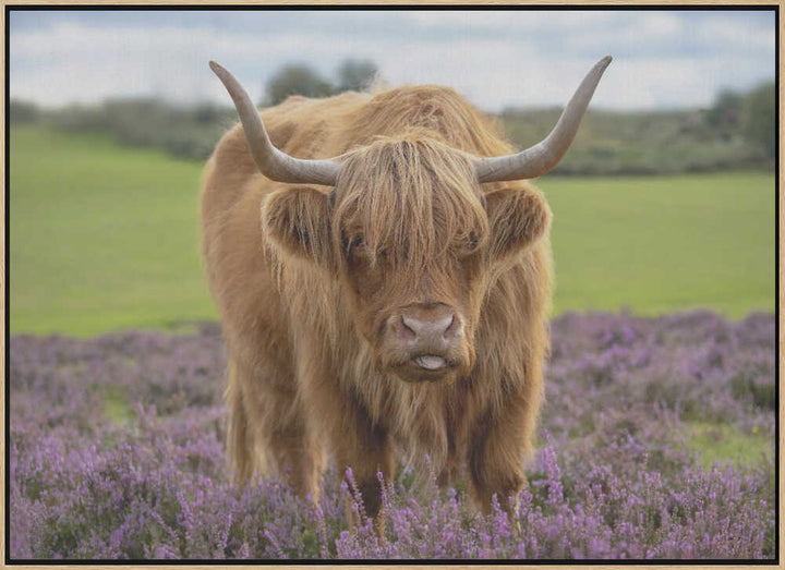 Funny Highland Cow Portrait - Floral Photographic Stretched Canvas Poster or Fine Art Print