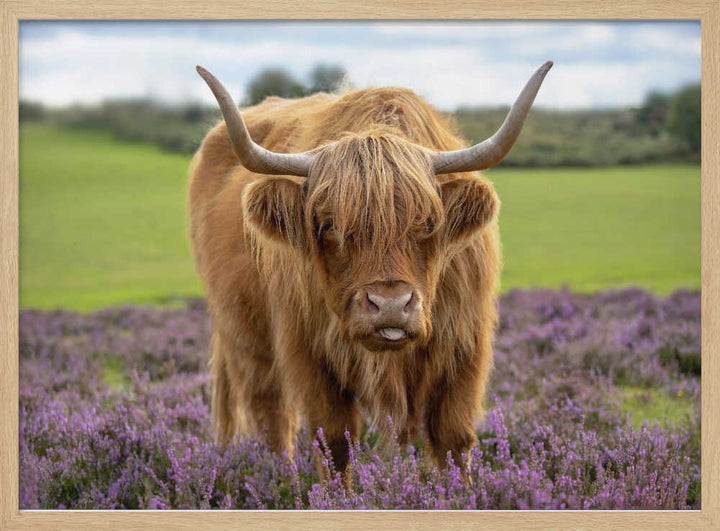 Funny Highland Cow Portrait - Floral Photographic Stretched Canvas Poster or Fine Art Print