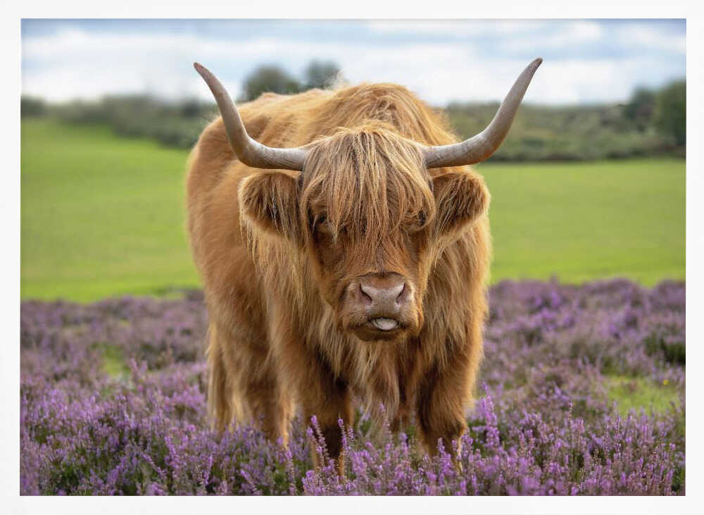 Funny Highland Cow Portrait - Floral Photographic Stretched Canvas Poster or Fine Art Print