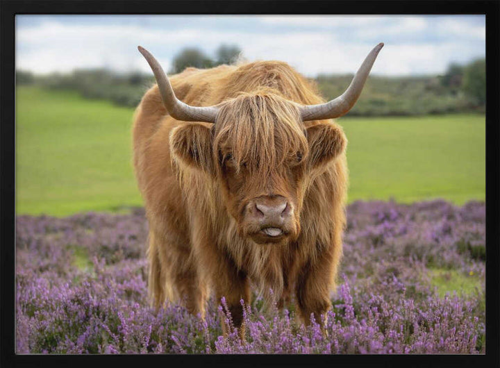 Funny Highland Cow Portrait - Floral Photographic Stretched Canvas Poster or Fine Art Print