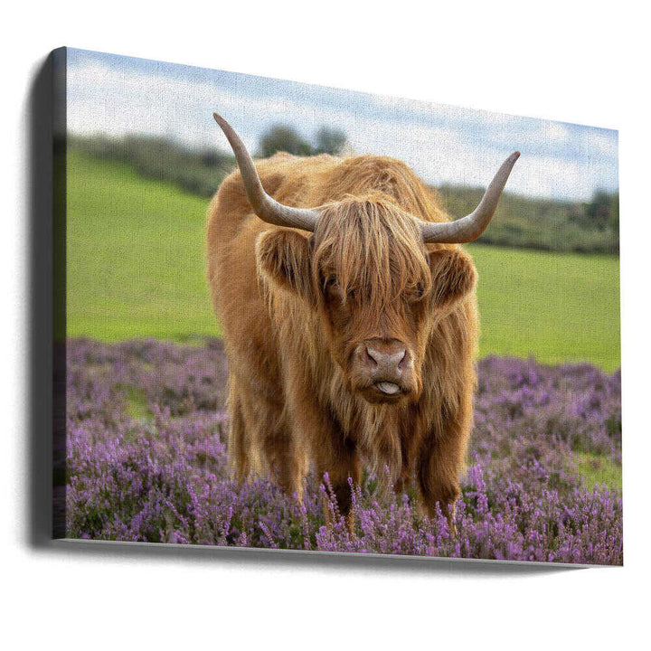 Funny Highland Cow Portrait - Floral Photographic Stretched Canvas Poster or Fine Art Print