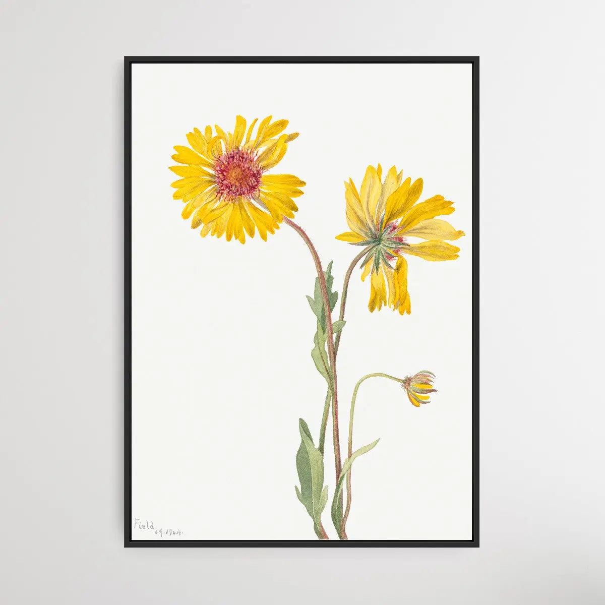 Gaillardia Aristata (1904) by Mary Vaux Walcott - I Heart Wall Art