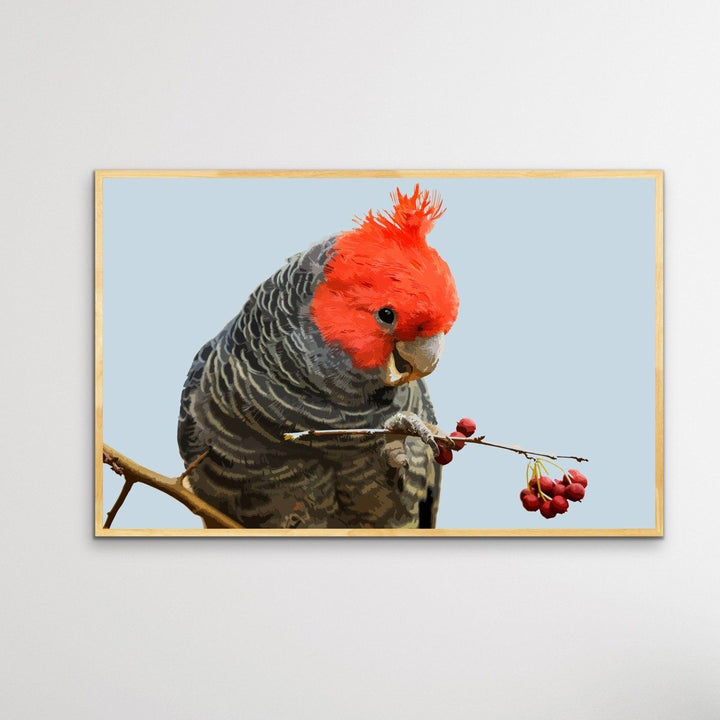 Gang Gang Cockatoo - Australian Native Bird Canvas or Art Print - I Heart Wall Art