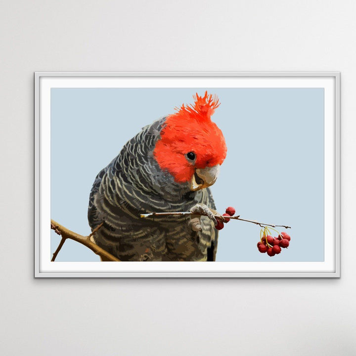 Gang Gang Cockatoo - Australian Native Bird Canvas or Art Print - I Heart Wall Art