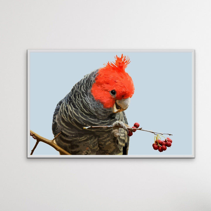 Gang Gang Cockatoo - Australian Native Bird Canvas or Art Print - I Heart Wall Art