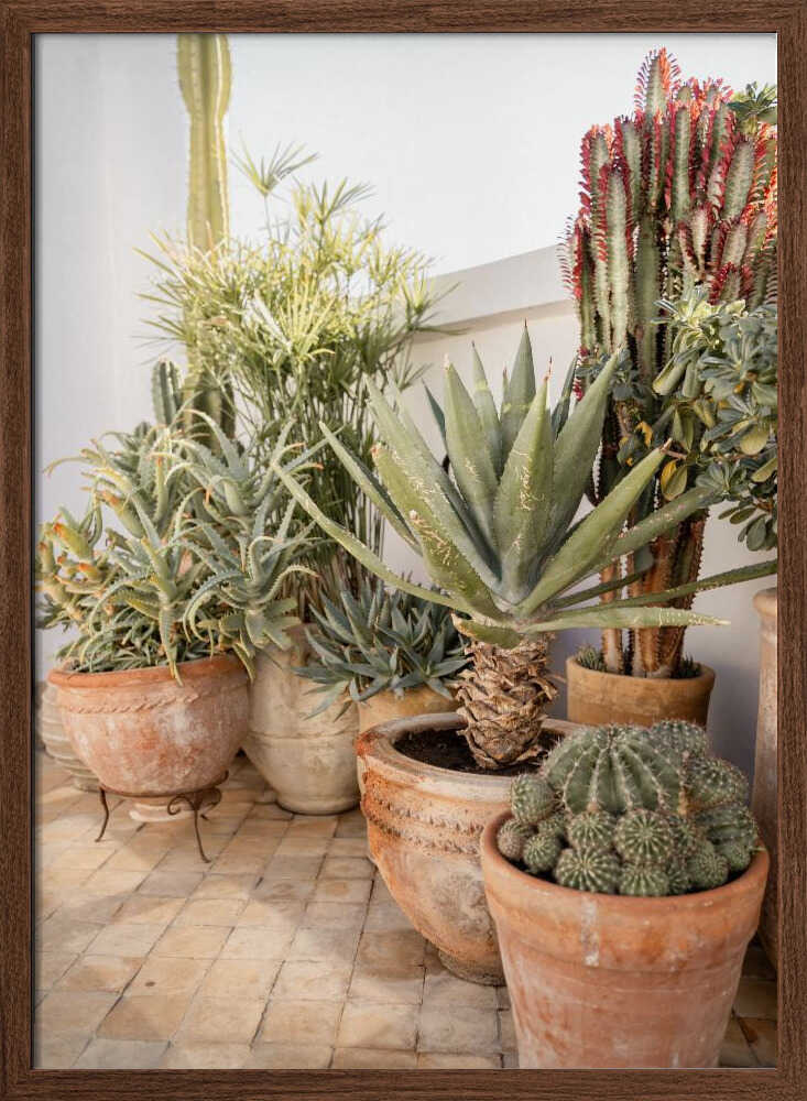 Garden with Various Potted Succulents and Cacti - Stretched Canvas, Poster or Fine Art Print - I Heart Wall Art - Poster Print, Canvas Print or Framed Art Print