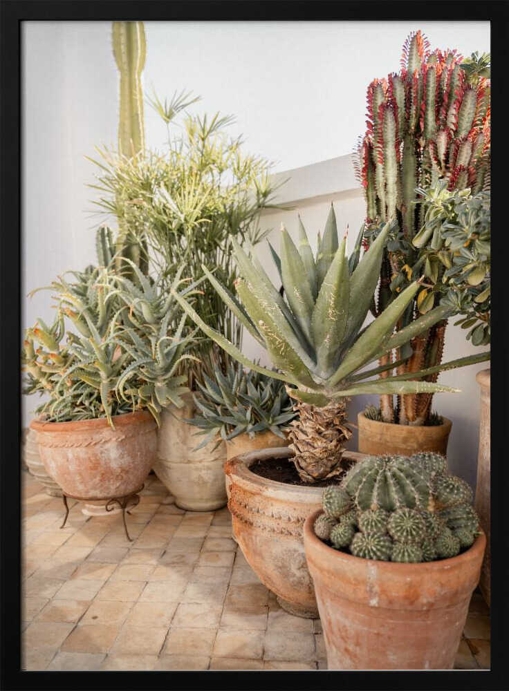 Garden with Various Potted Succulents and Cacti - Stretched Canvas, Poster or Fine Art Print - I Heart Wall Art - Poster Print, Canvas Print or Framed Art Print