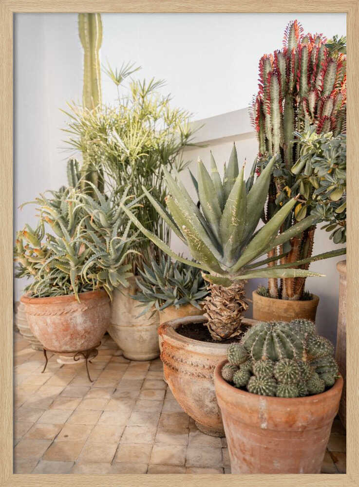 Garden with Various Potted Succulents and Cacti - Stretched Canvas, Poster or Fine Art Print - I Heart Wall Art - Poster Print, Canvas Print or Framed Art Print