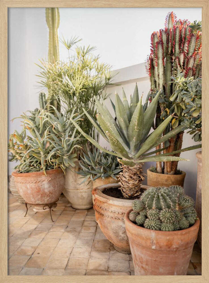 Garden with Various Potted Succulents and Cacti - Stretched Canvas, Poster or Fine Art Print - I Heart Wall Art - Poster Print, Canvas Print or Framed Art Print