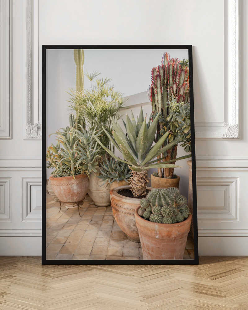 Garden with Various Potted Succulents and Cacti - Stretched Canvas, Poster or Fine Art Print - I Heart Wall Art - Poster Print, Canvas Print or Framed Art Print