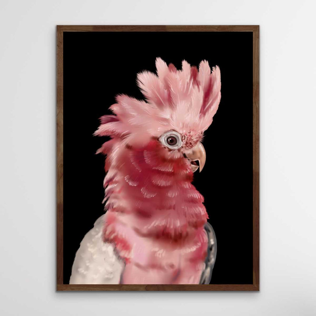 Gary The Galah - Gary The Galah Wall Art Print Stretched Canvas Wall Art I Heart Wall Art Australia 