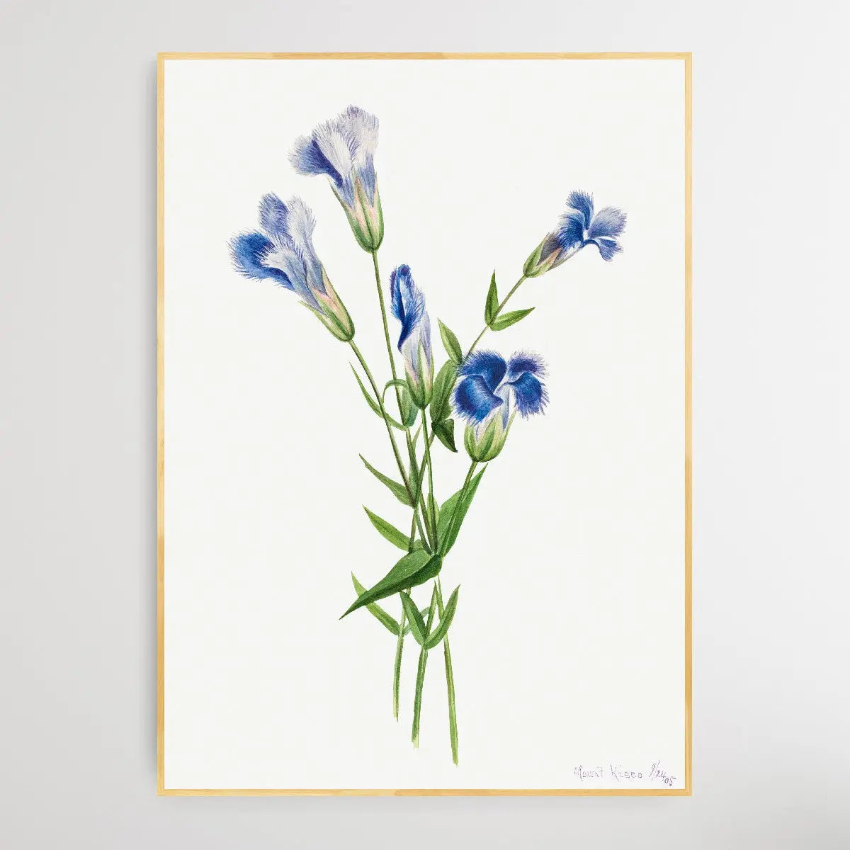 Gentiana crinita (1905) by Mary Vaux Walcott I Heart Wall Art Australia 