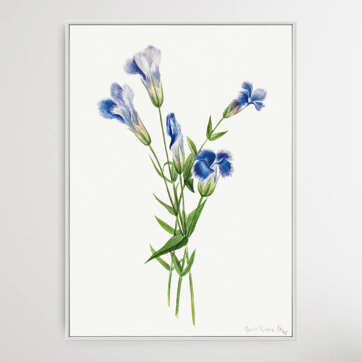 Gentiana crinita (1905) by Mary Vaux Walcott I Heart Wall Art Australia 