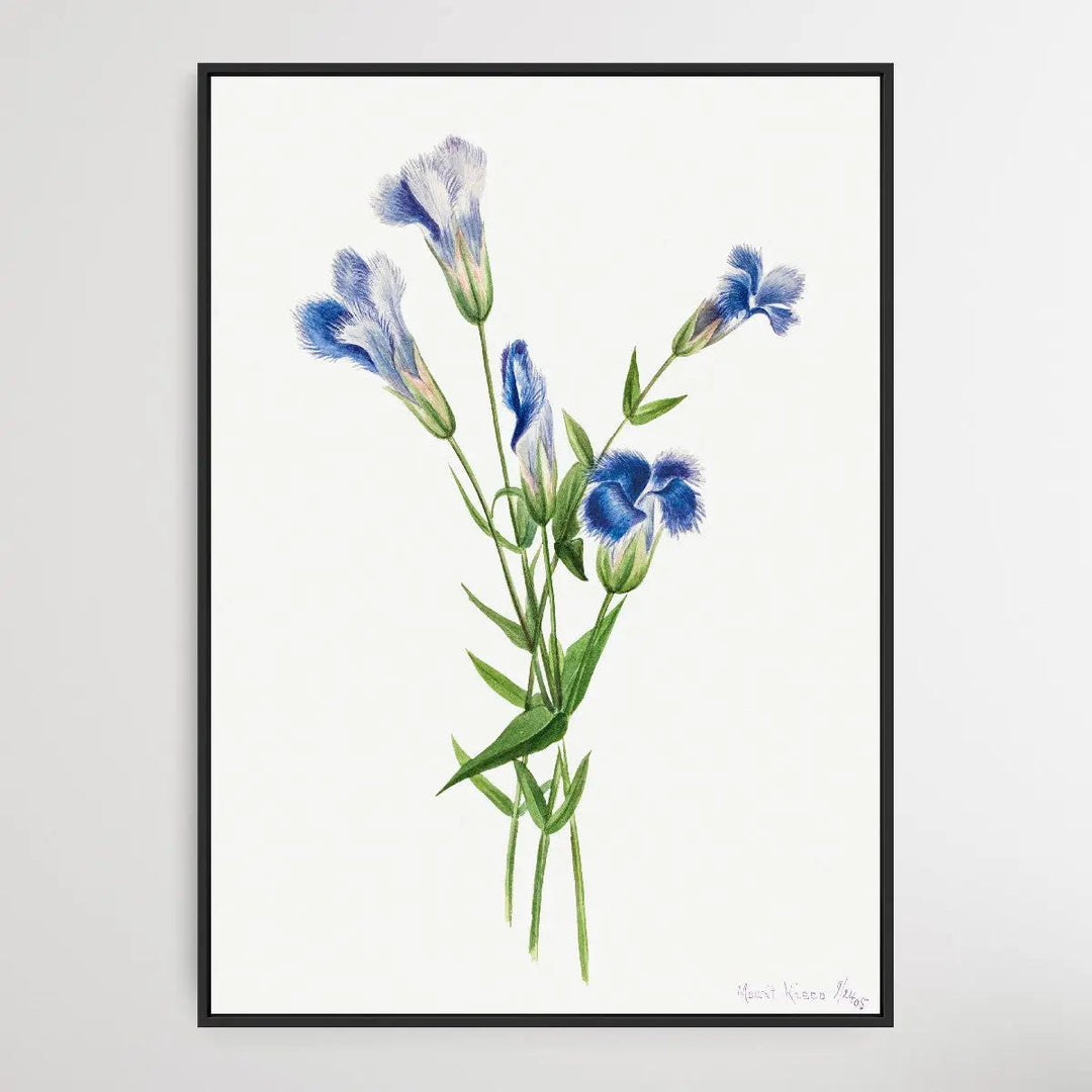 Gentiana crinita (1905) by Mary Vaux Walcott I Heart Wall Art Australia 