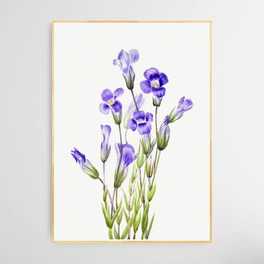 Gentiana Elegana (1933) by Mary Vaux Walcott - I Heart Wall Art
