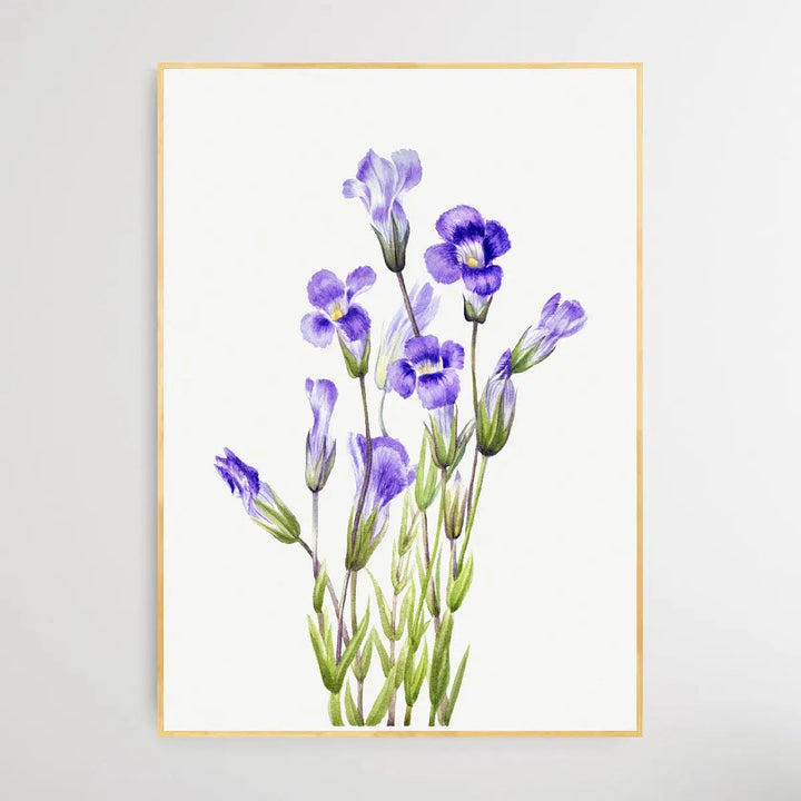 Gentiana Elegana (1933) by Mary Vaux Walcott - I Heart Wall Art