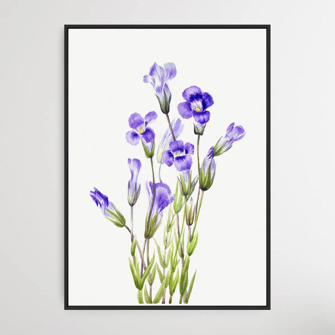 Gentiana Elegana (1933) by Mary Vaux Walcott - I Heart Wall Art