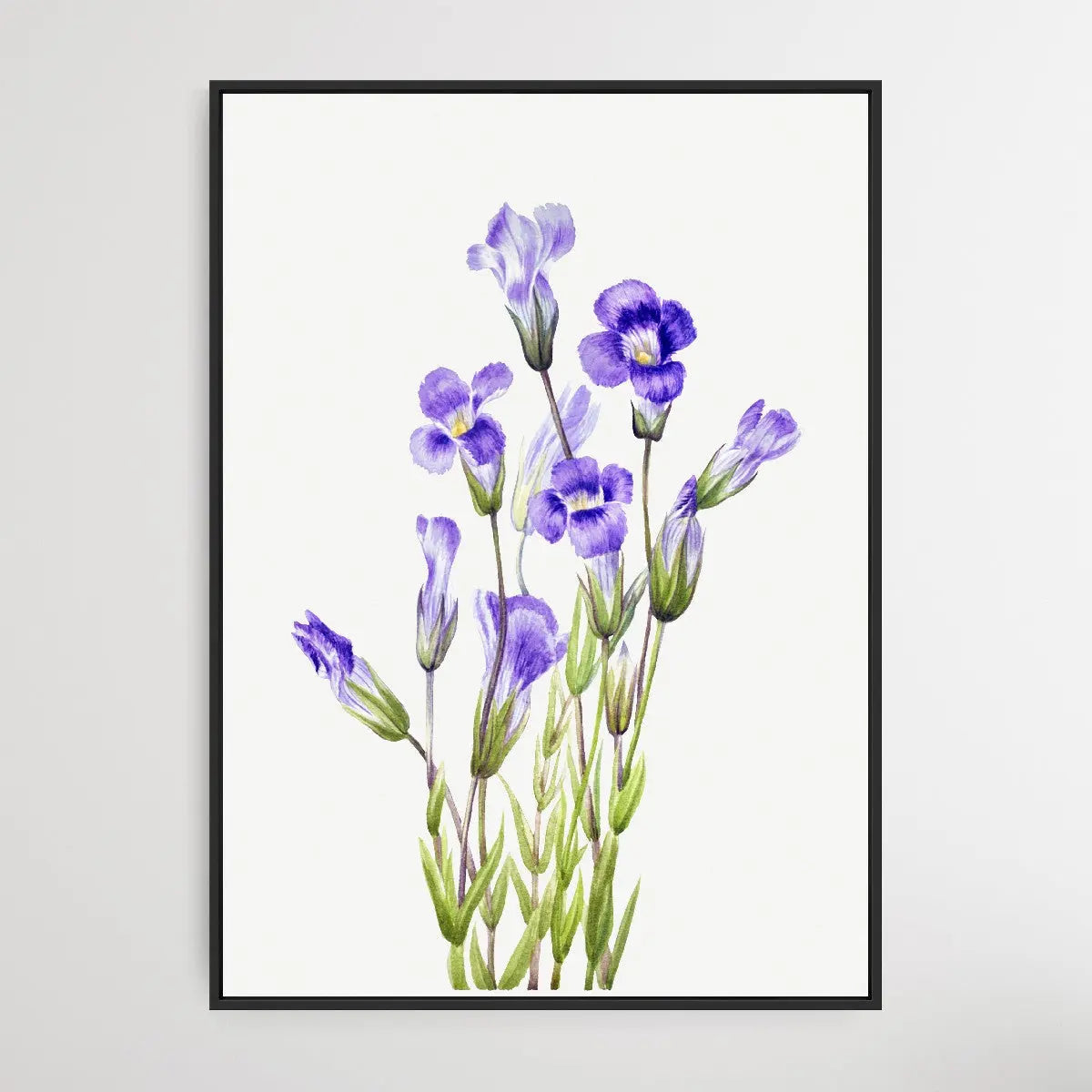 Gentiana Elegana (1933) by Mary Vaux Walcott - I Heart Wall Art