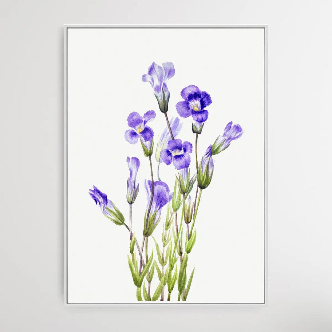 Gentiana Elegana (1933) by Mary Vaux Walcott - I Heart Wall Art