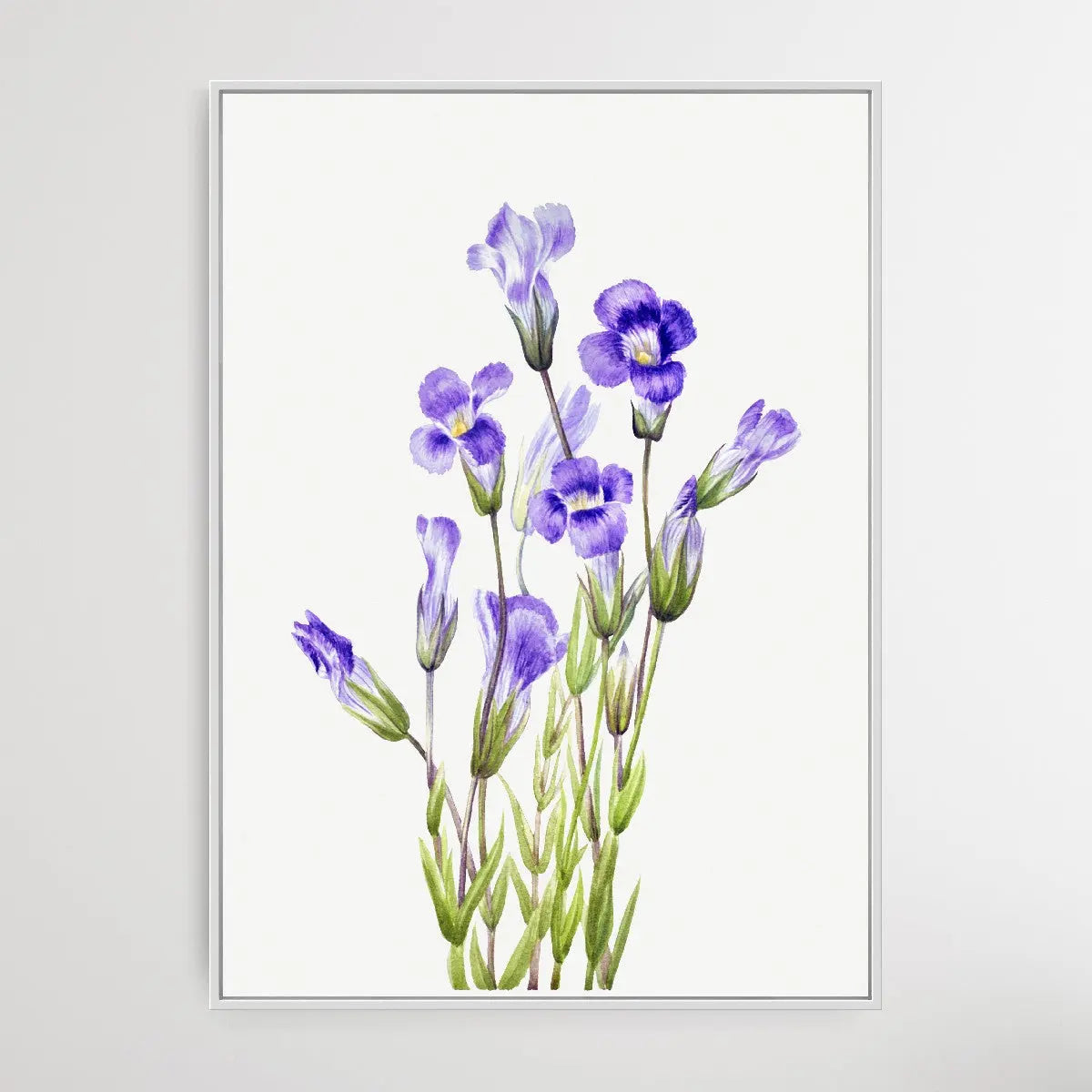 Gentiana Elegana (1933) by Mary Vaux Walcott - I Heart Wall Art