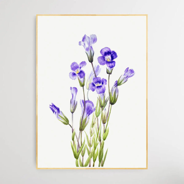 Gentiana Elegana (1933) by Mary Vaux Walcott - I Heart Wall Art